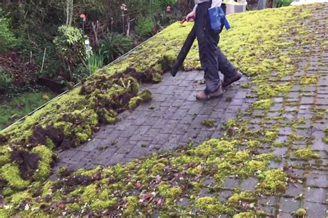 professional moss removal near me services
